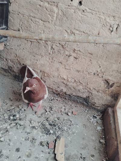 Lala is all khal female