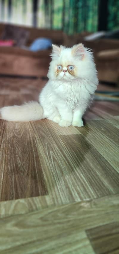 piki male kitten looking for new home