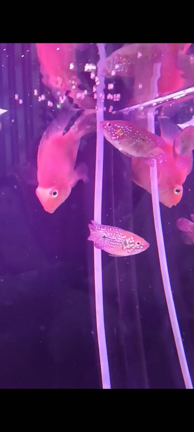 Red Jewel & Red Parrot fish  03154544477