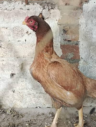 high quality breeder madi price 6500 Whatsapp 03150533409