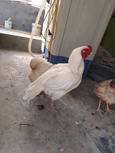 Heera Aseel High Quality