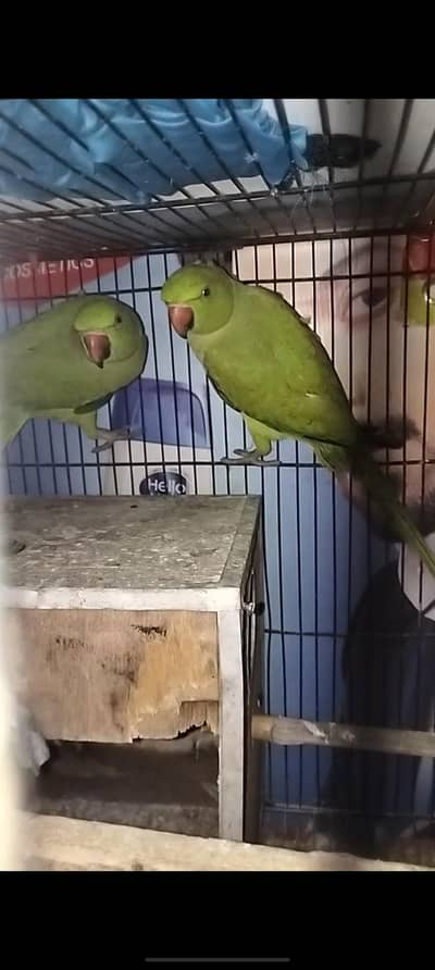 green ring nack 1 female 2 male