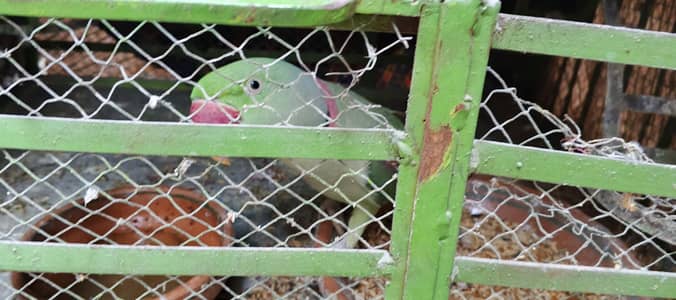 parrots pair with cave