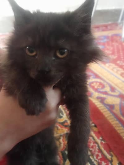 persian cats for sell