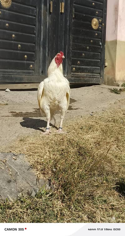 Mianwali aseel murga