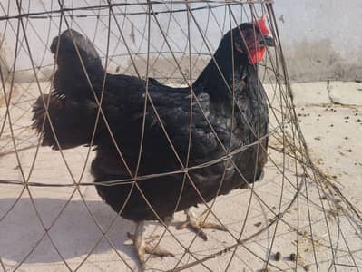 Austrolop Heritage Breed Female