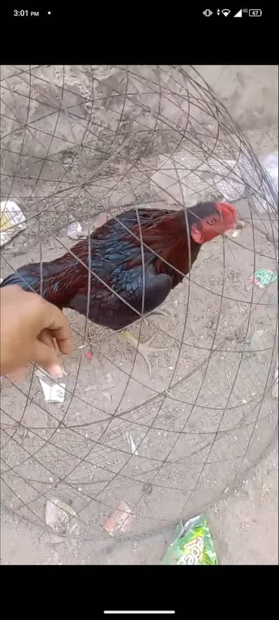 Father mother import from thailand home bread