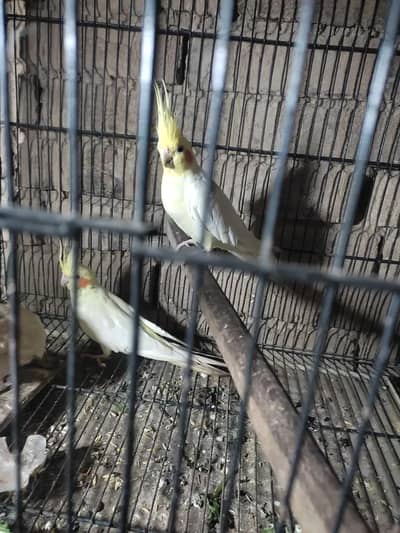 Cream Cocktail breeder pair Urjent sale 4800