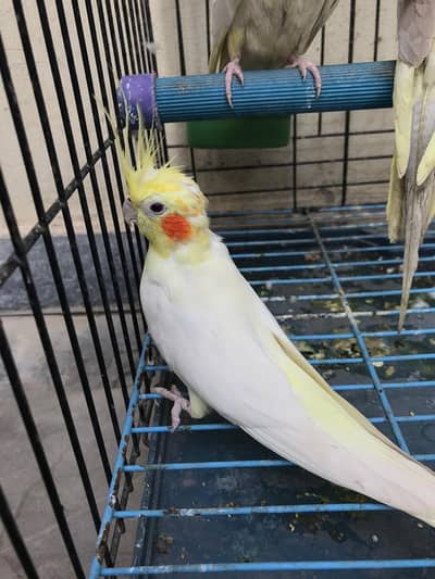 ALBINO COCKTAIL BREEDER PAIR FOR SALE