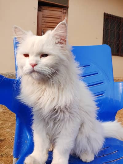 Pair of Pure Persian Cats | 1 Year Old | Rare Odd-Eyed & White