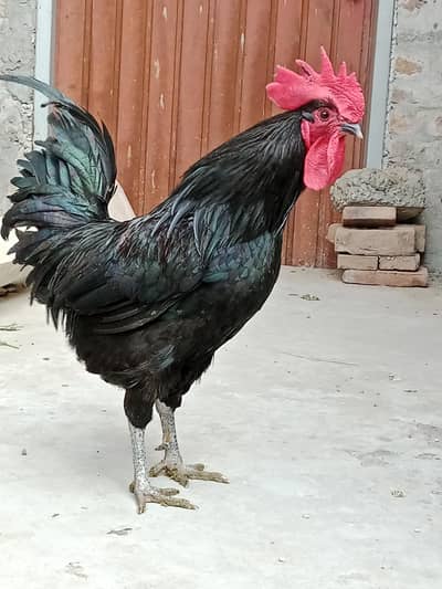 Astralop eggs laying treo set for sale and eggs