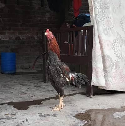 Young Aseel Saleta Pair