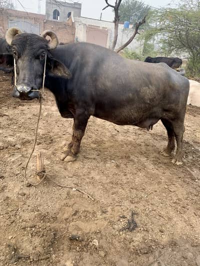 Beautiful bafflo and baby