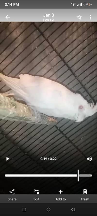 ENO coctal age 4 mon m wh number 03702577203