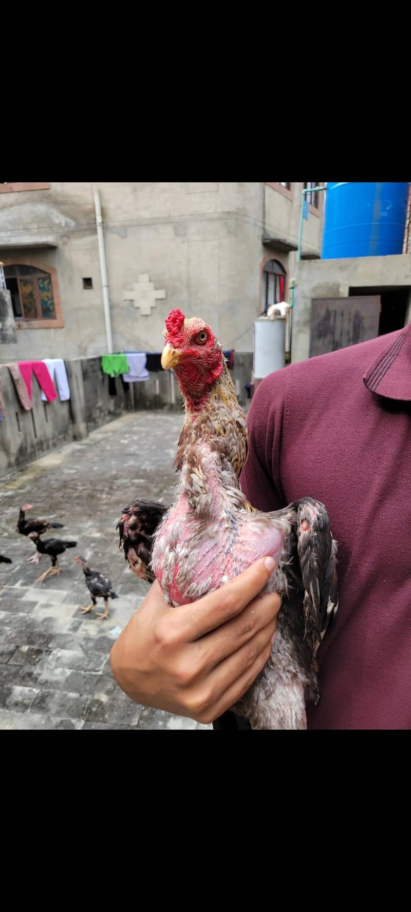 Aseel Patha pathiaa 6