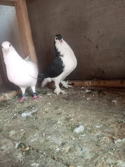 latha male aur sherazi female