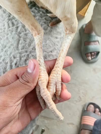 Aseel Thai cross murga