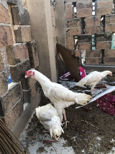 Heera Aseel trio for sale