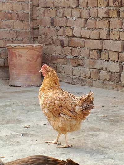 Golden misti female 03147338221