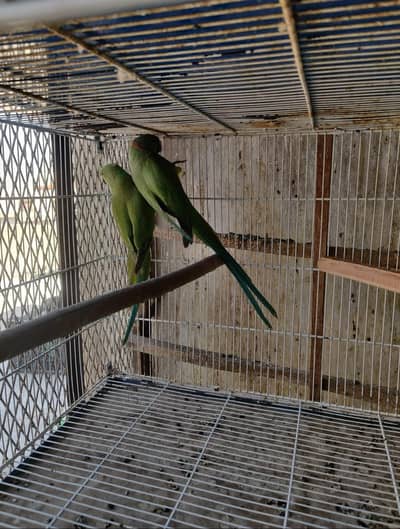 ringneck split yellow