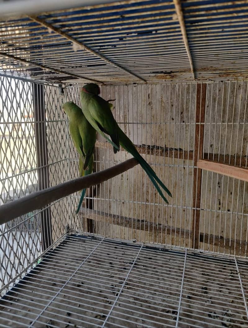 ringneck split yellow 0