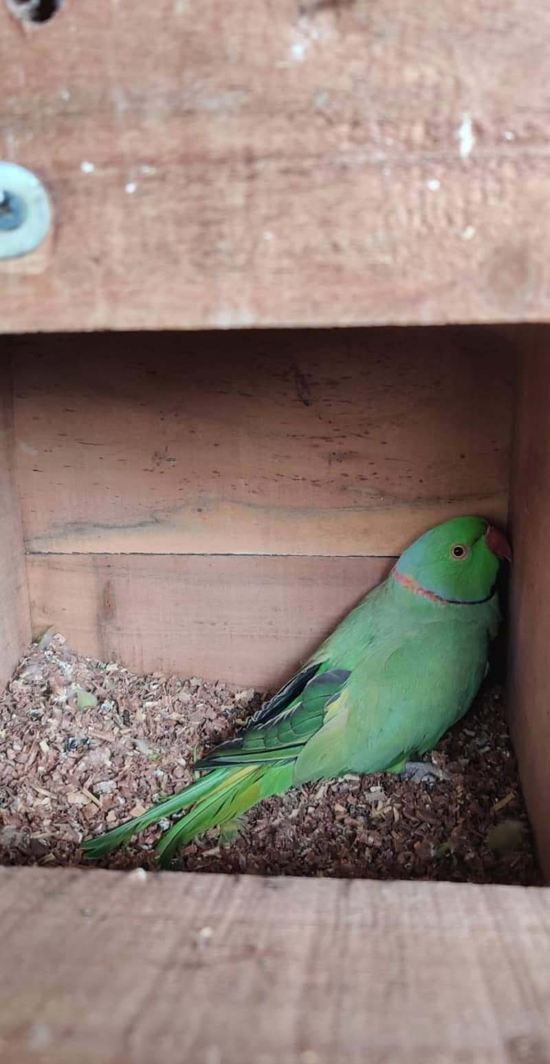 ringneck split yellow 3