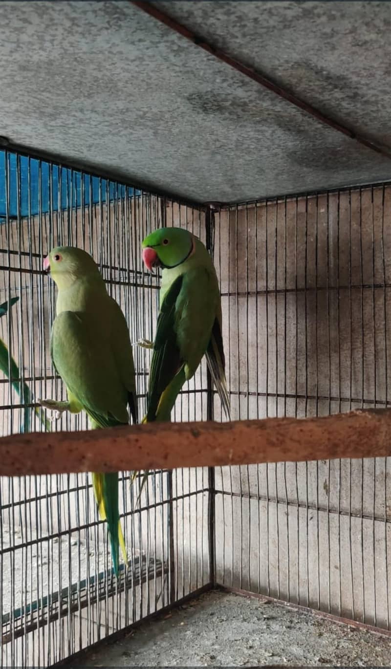 ringneck split yellow 5