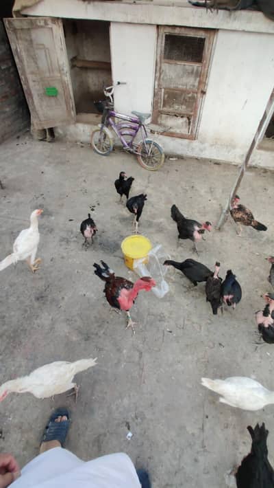 setup for sale Kam rate waly rabtah na Karin