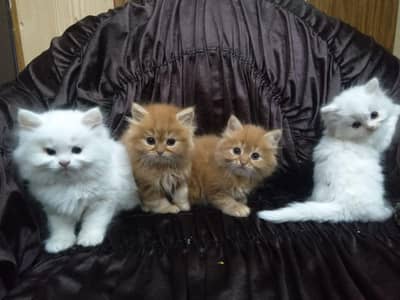 Persian kittens