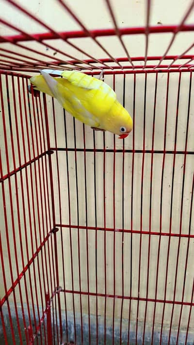 Love Bird Pastelino female Confirm  Breader