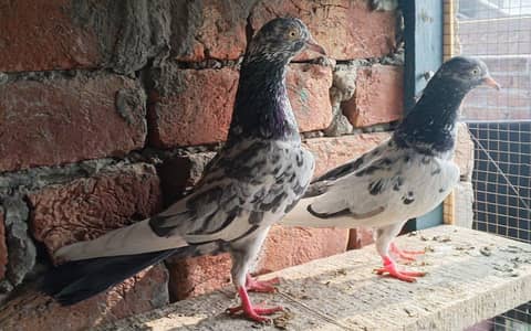 Breeder pair. Age(1year)High quality