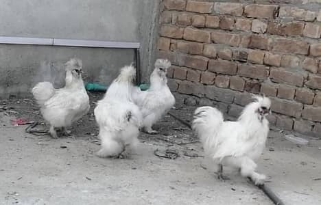 White silky 2 pair , cocobentum pair