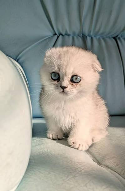 Gorgeous Scottish Fold & British Shorthair Kittens | Cats | Kittens