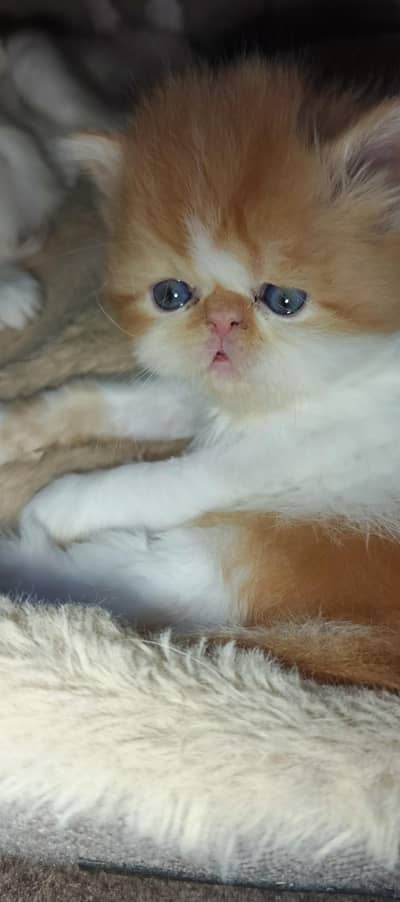 4 baby 2 baby peki fase hai.