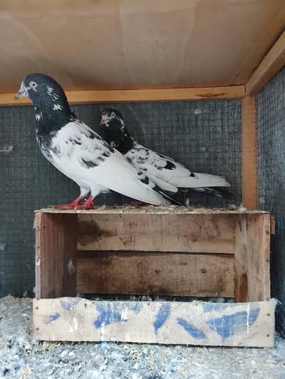 pure teddy ch sakhhi Wala pair for sale