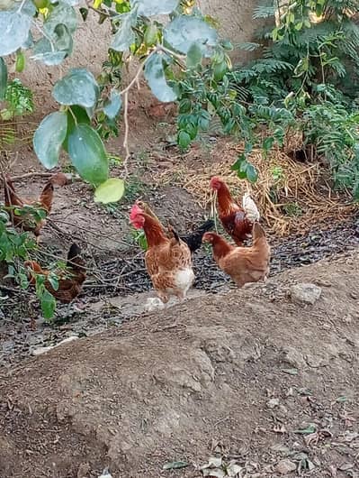 golden misri 1 mail 7 female