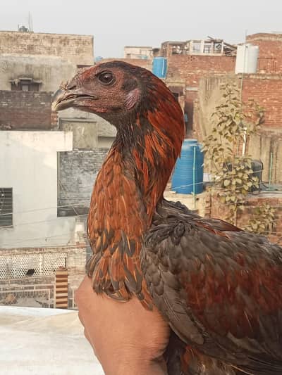 Blue dragon male  reasonable price 0 3 2 14 4 4 6 8 2 8