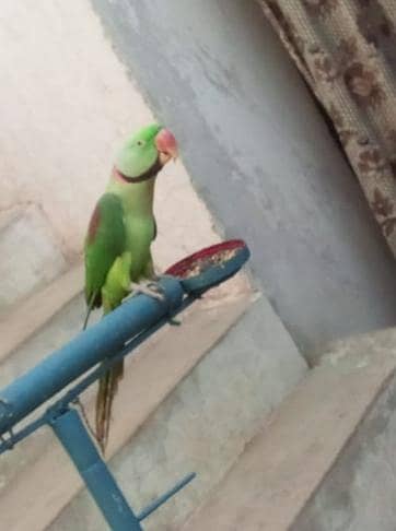 a pet parrot it's not bite you