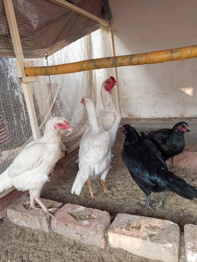 Heera Aseel for sale | Breeder Pair White