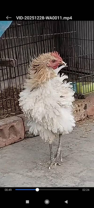 frizzle chicken Hen