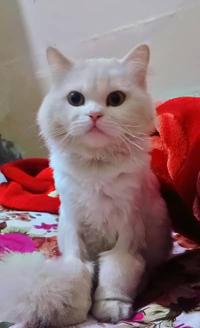 Persian cat triple coated