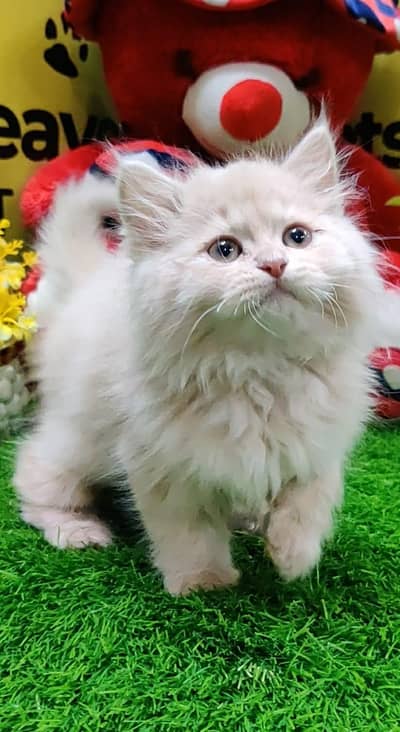 Cat Kittens High Quality Kittens Male or Female Available