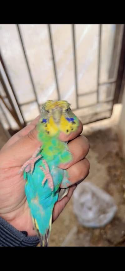 Exhibition budgies Breeder Females pedigree