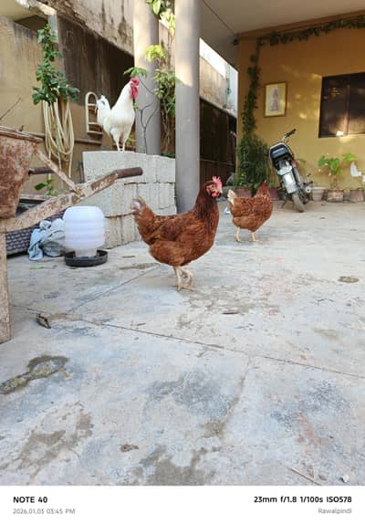 Lohman Brown laying Hens