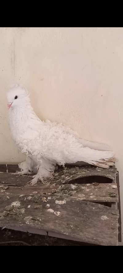 White Frillback Male