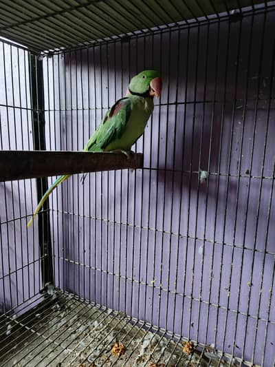 Raw jumbo size Wild breeder fertile Male