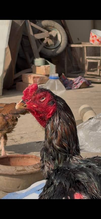 Mazboot nawab wala breeder