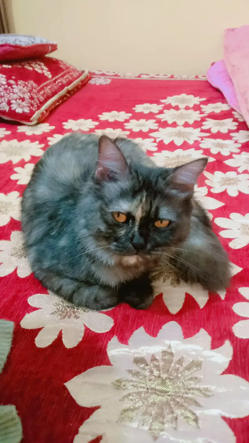 Persian double coated cat