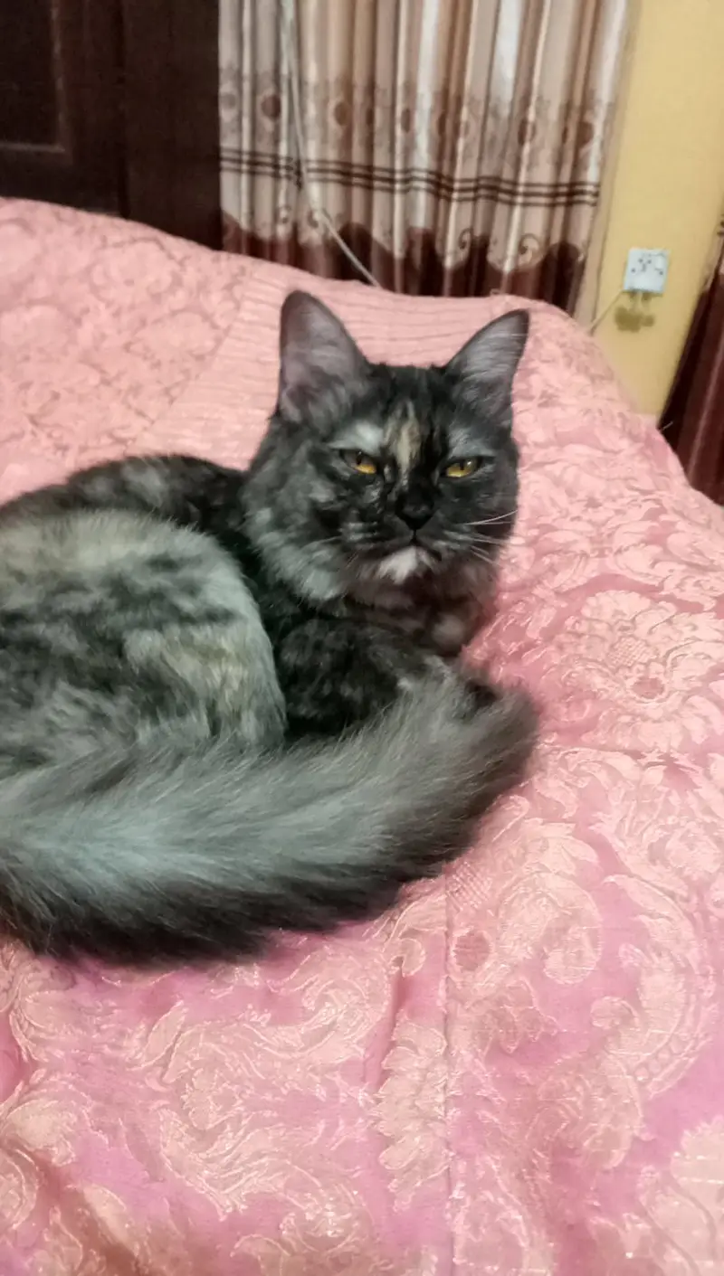 Persian double coated cat — photo 2