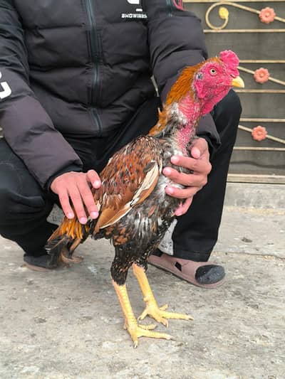 Top quality 2 males for sale